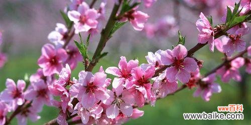 解读梅花的文化内涵 梅花的象征意义——花开寒冬中的勇敢与美丽