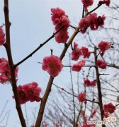 解读梅花的文化内涵 梅花的象征意义——花开寒冬中的勇敢与美丽