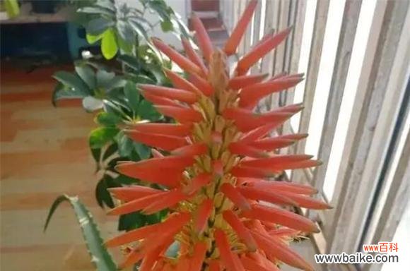 探寻芦荟开花的奥秘 芦荟开花的寓意与象征意义