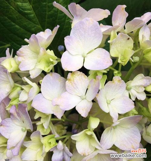 以八仙花为主题的神话传说与寓意 八仙花的意义与传说