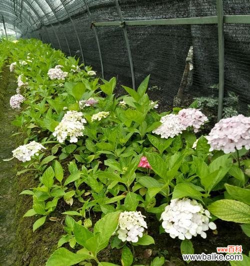 以八仙花为主题的神话传说与寓意 八仙花的意义与传说