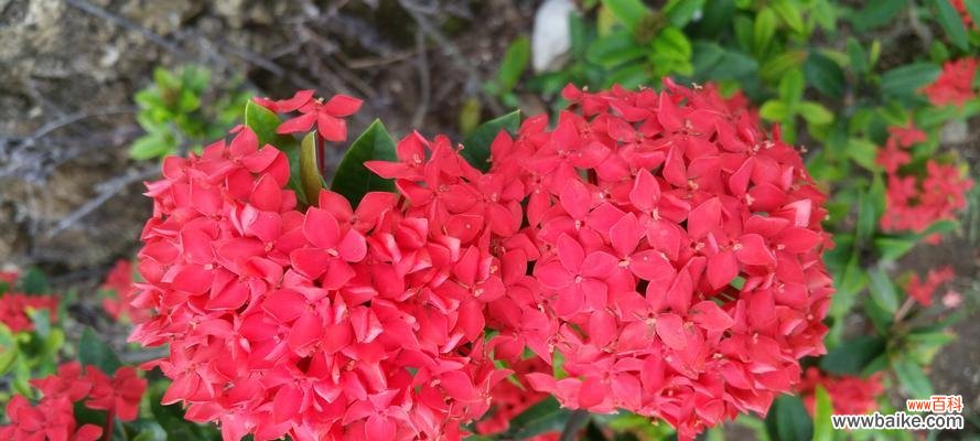 以八仙花为主题的神话传说与寓意 八仙花的意义与传说