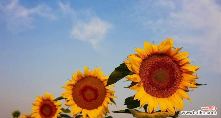 探寻向日葵的内涵与文化象征 向日葵的象征意义及寓意