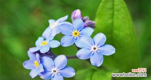 勿忘我花的花语及象征的深刻意义 勿忘我花语与寓意