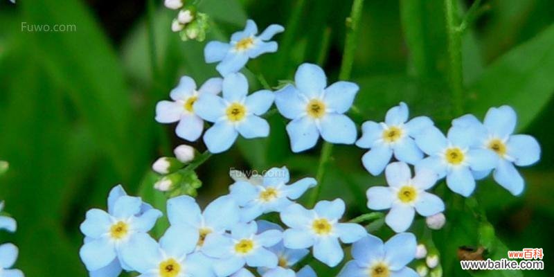 勿忘我花的花语及象征的深刻意义 勿忘我花语与寓意