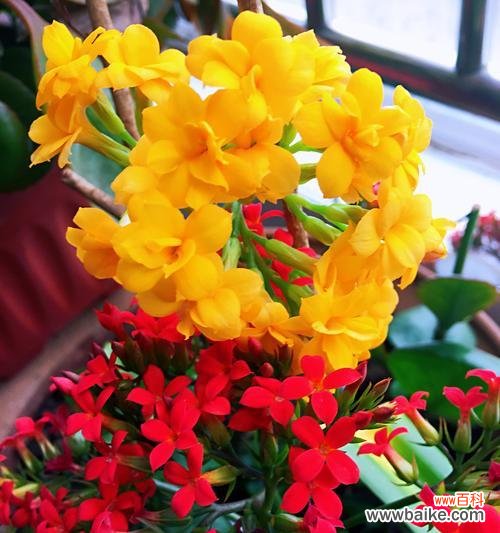 长寿花有哪些颜色？不同颜色的长寿花代表什么花语？