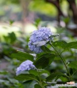 紫阳花有哪些颜色？不同颜色的紫阳花代表什么花语？