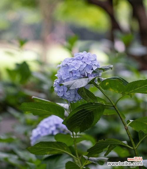 紫阳花有哪些颜色？不同颜色的紫阳花代表什么花语？