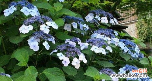 紫阳花有哪些颜色？不同颜色的紫阳花代表什么花语？