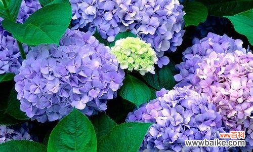 紫阳花有哪些颜色？不同颜色的紫阳花代表什么花语？