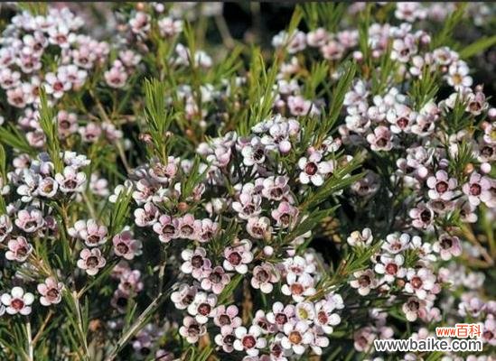 不同颜色澳梅花语是什么？如何根据颜色选择澳梅？