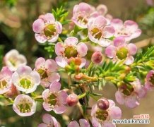 不同颜色澳梅花语是什么？如何根据颜色选择澳梅？