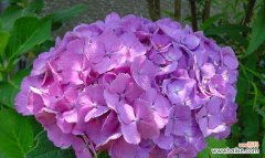 探索绣球花所代表的情感与寓意 绣球花的花语与意义