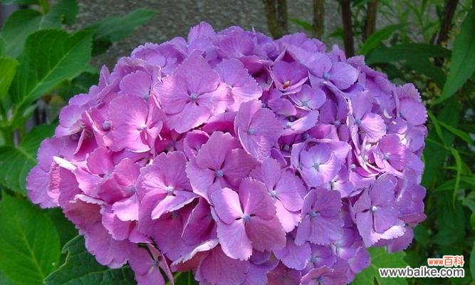 探索绣球花所代表的情感与寓意 绣球花的花语与意义