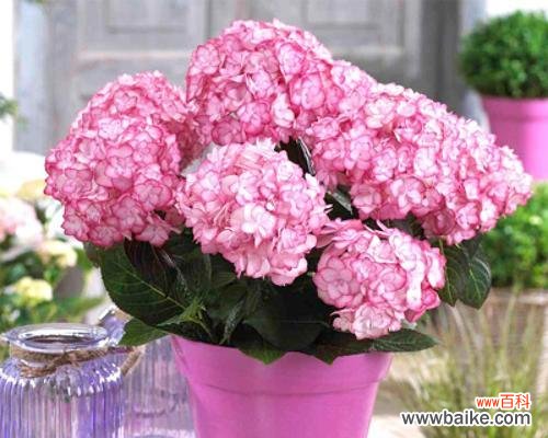 探索绣球花所代表的情感与寓意 绣球花的花语与意义