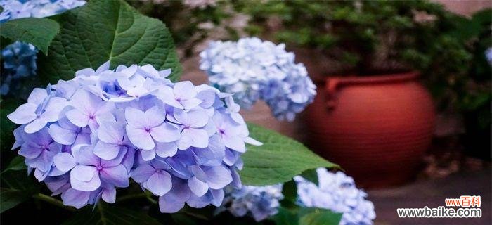 探索绣球花所代表的情感与寓意 绣球花的花语与意义