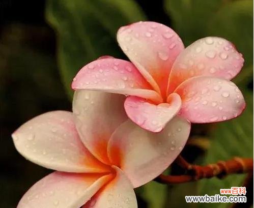 探寻花语之美 花开如意，花语启迪生活