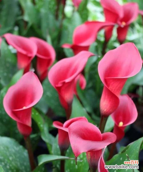 探寻花语之美 花开如意，花语启迪生活