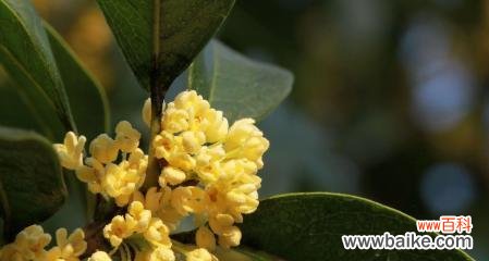 金桂花的花语及象征的美好寓意 金桂花的花语及寓意