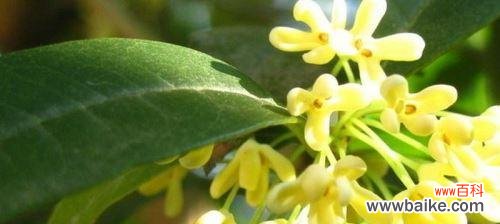 金桂花的花语及象征的美好寓意 金桂花的花语及寓意