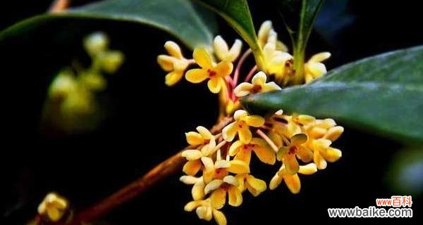 金桂花的花语及象征的美好寓意 金桂花的花语及寓意