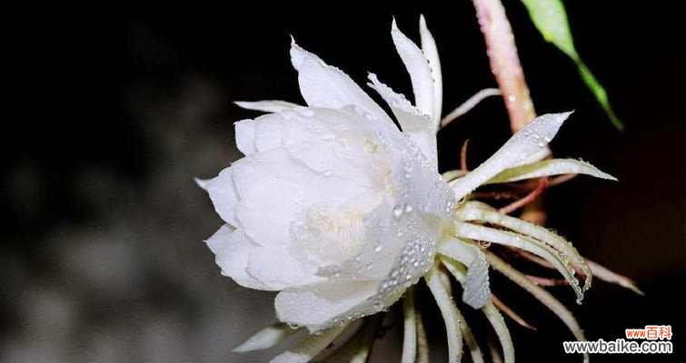 一朵昙花的沉默坚韧与追求美丽的勇气 昙花花语的象征与寓意