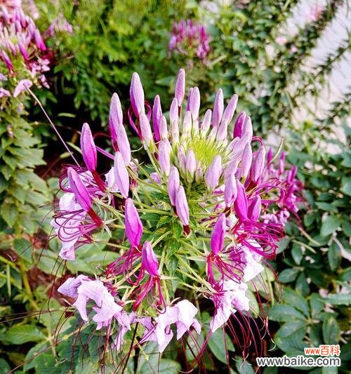 揭秘醉蝶花的花语和神话传说 醉蝶花