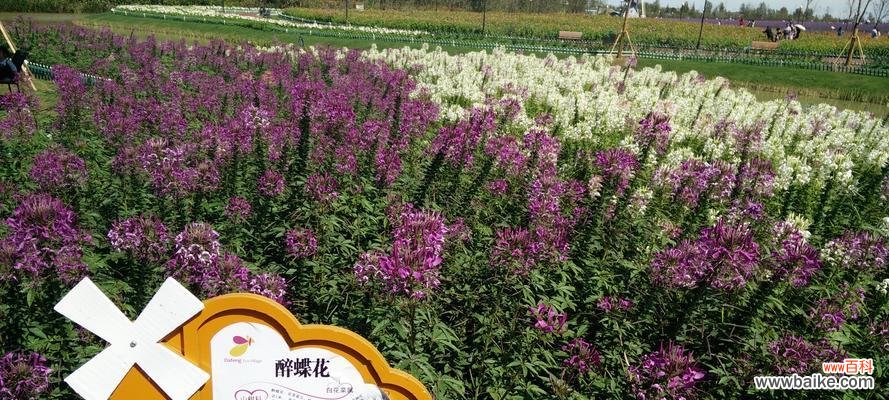 揭秘醉蝶花的花语和神话传说 醉蝶花