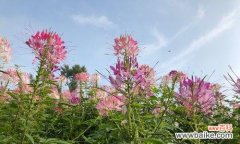 揭秘醉蝶花的花语和神话传说 醉蝶花