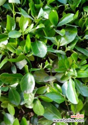 用树叶解读大自然的信息 树叶的象征意义