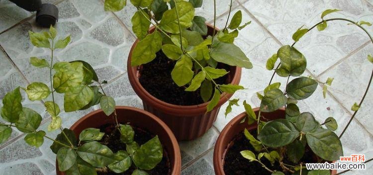 探索大自然中散发着善意与希望的植物 以象征乐于助人的植物为主题