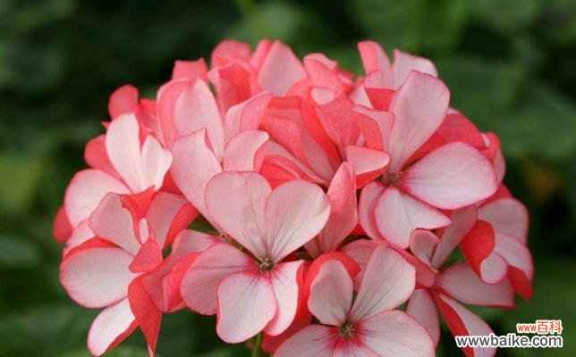 探索大自然中散发着善意与希望的植物 以象征乐于助人的植物为主题