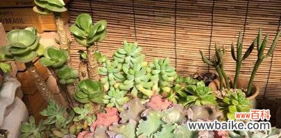 探索大自然中散发着善意与希望的植物 以象征乐于助人的植物为主题