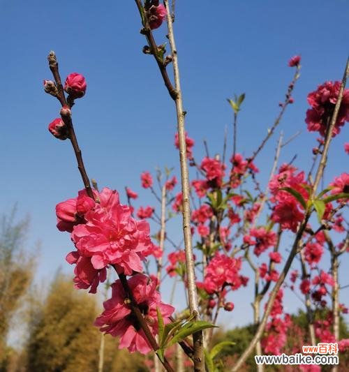 桃花 桃花的花语与寓意