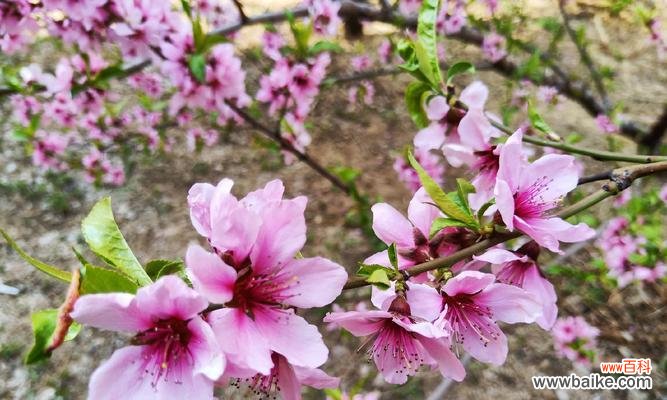 桃花 桃花的花语与寓意