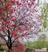 桃花 桃花的花语与寓意