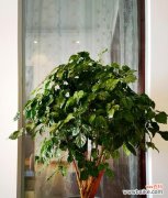 以幸福树的花语探寻真正的幸福 幸福树的花语和意义