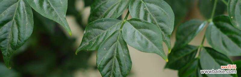 以幸福树的花语探寻真正的幸福 幸福树的花语和意义