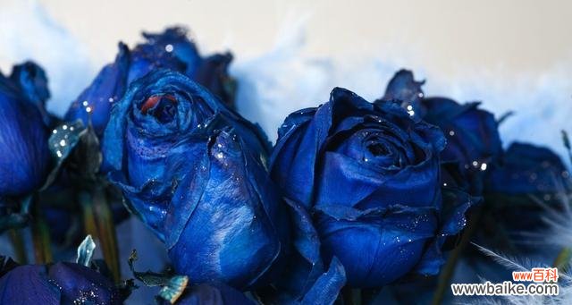 探索蓝色玫瑰的花语 蓝色玫瑰的花语之神秘与梦幻