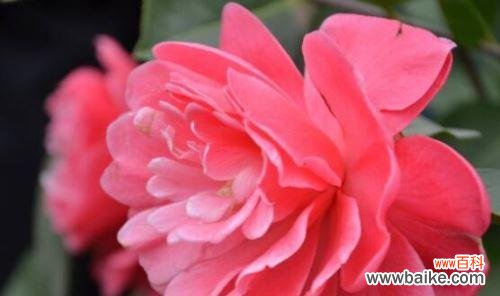 山茶花的花语和它在爱情中的象征 山茶花花语