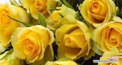 揭示金色玫瑰所代表的情感与意义 金色玫瑰的花语与寓意