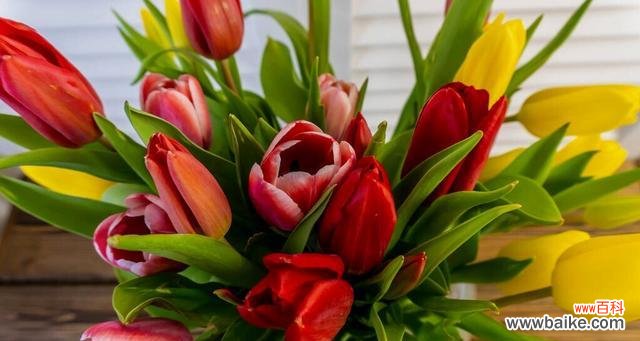 揭示金色玫瑰所代表的情感与意义 金色玫瑰的花语与寓意