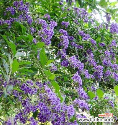 探索金露花的花语和寓意 金露花——花开如金，寓意美好