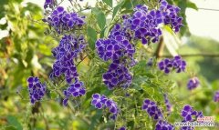 探索金露花的花语和寓意 金露花——花开如金，寓意美好