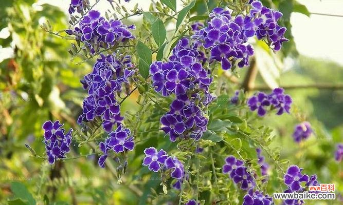 探索金露花的花语和寓意 金露花——花开如金，寓意美好