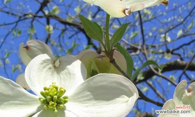 探索自然中的纯净之美 纯洁之美