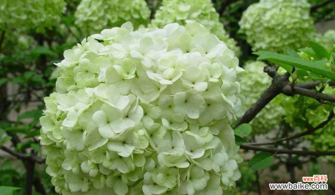 探寻花语的由来和意义 花语的起源故事——花开传递的情感语言