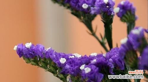 探寻花语的由来和意义 花语的起源故事——花开传递的情感语言