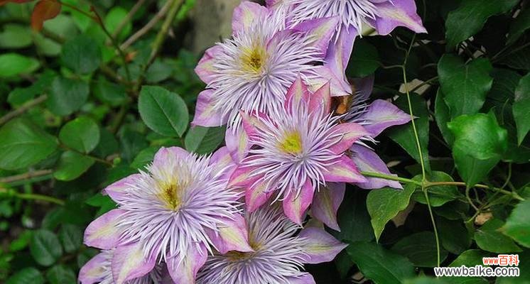 不同颜色铁线莲花语是什么？各颜色铁线莲代表什么含义？