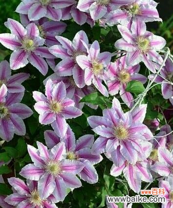 不同颜色铁线莲花语是什么？各颜色铁线莲代表什么含义？